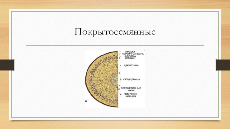 Покрытосемянные. Покрытосемянной. Покрытосемянные предстовите. ПОКРЫТОСЕМЯННЫЙ форактерезубт я следующими признаками.