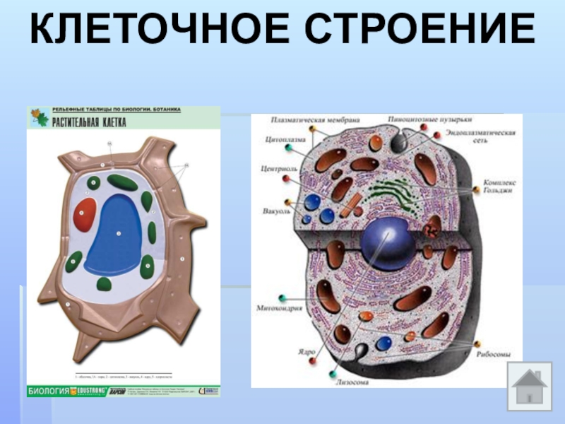 Живые клетки план