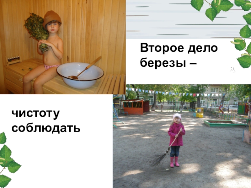 презентация на тему береза. букет из березового веника. березы 4к. четвертое дело березы. береза дерево четырех дел.