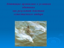 Презентация к уроку Адаптации организмов к условиям среды как результат естественного отбора