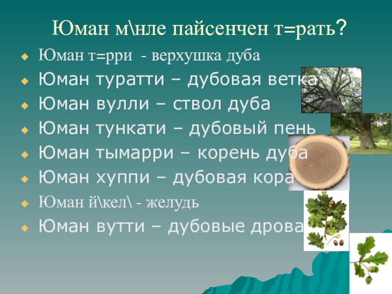 Юман мнле пайсенчен т=рать? Юман т=рри - верхушка дубаЮман туратти – дубовая веткаЮман вулли – ствол дубаЮман