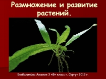 Размножение растений. 3 класс. Школа России.