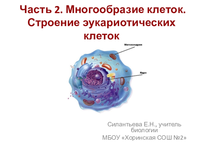 Презентация для подготовки к ОГЭ,ЕГЭ. Тема: Многообразие клеток. Строение клеток эукариот.