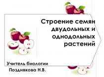 Презентация по биологии на тему Строение семян однодольных и двудольных растений
