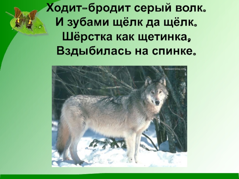 Ходит бродит. Волк зубами щелк. Я серый волк зубами щелк. Описание серого волка.