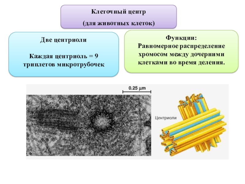 Клеточный центр фото