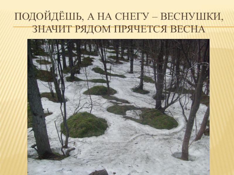 Вблизи недотаявшего сугроба у большого трухлявого пня план