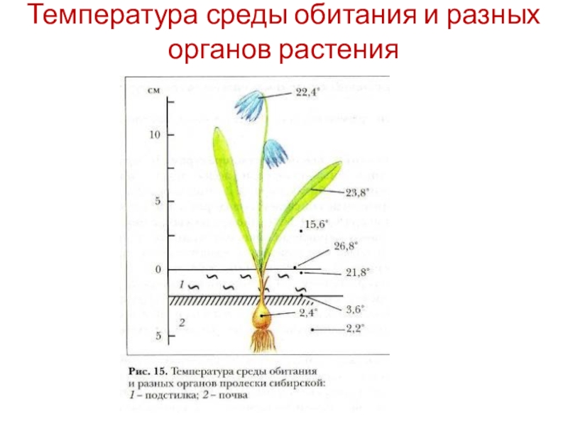 Температура почвы в подмосковье сегодня. Температура для растений. Температура среды. Влияние температуры на растения. Температура среды обитания.