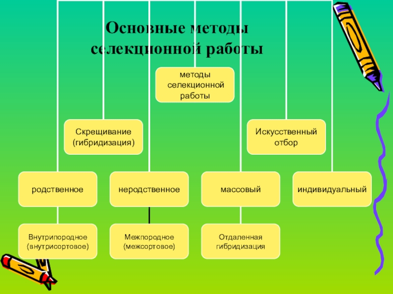 Проект по биологии на тему селекция