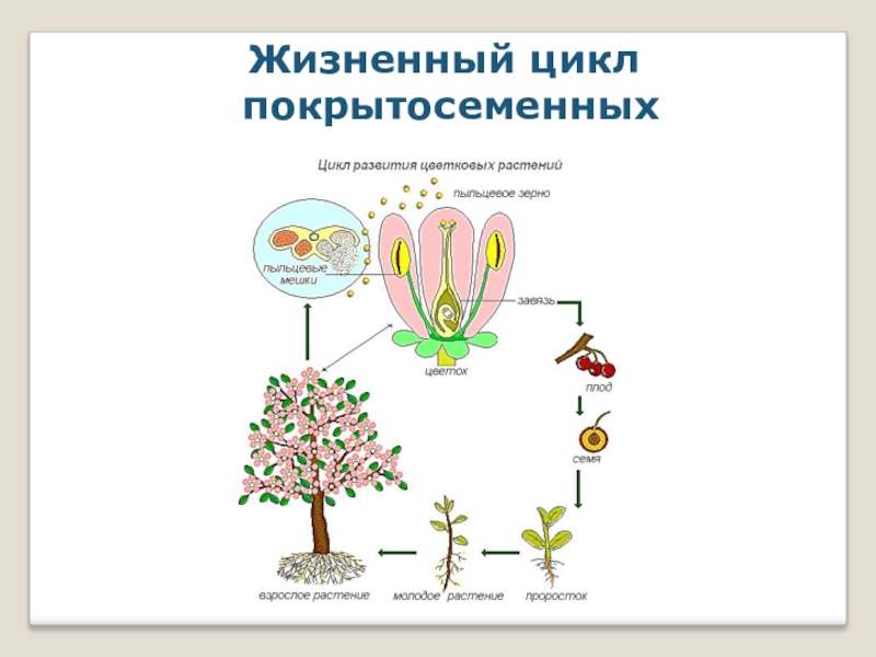 Эволюция цветка покрытосеменных. Цикл развития покрытосеменных растений. Цикл покрытосеменных схема. Схема цикла размножения покрытосеменных. Цикл покрытосеменных растений схема.