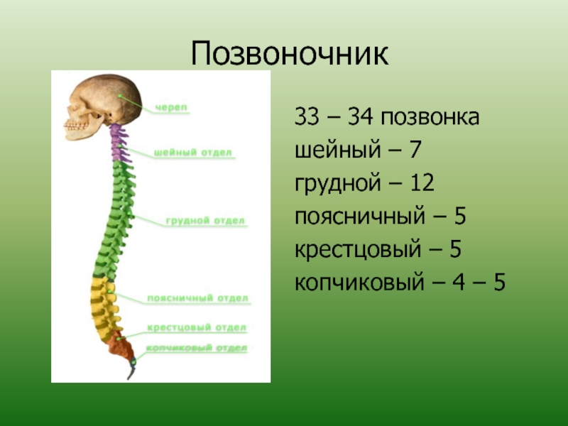 Презентация про позвоночник