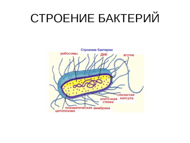 Строение бактерии 7 класс биология рисунок