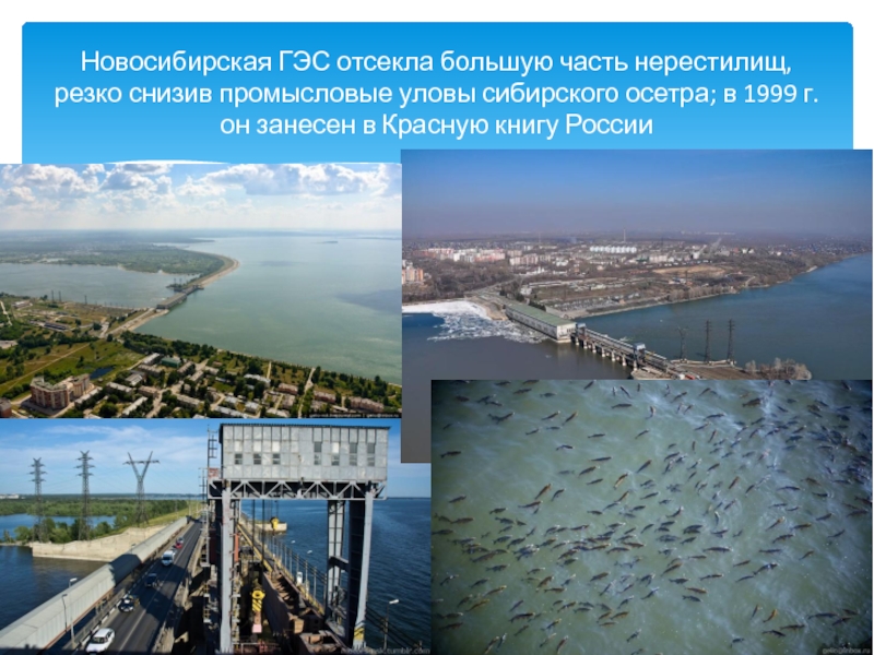 Создание крупных водохранилищ приводит к понижению уровня. ГЭС Новосибирска для проекта. Экологические проблемы ГЭС. Гидроэнергетика влияние на окружающую среду. Экологические проблемы гидроэнергетики.