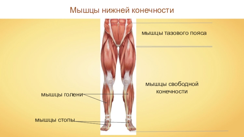 Нижние мышцы. Мышцы пояса нижней конечности анатомия. Мышцы нижней конечности мышцы тазового пояса. Пояс нижних конечностей человека мышцы. Мышцы тазового пояса и свободной нижней конечности анатомия.