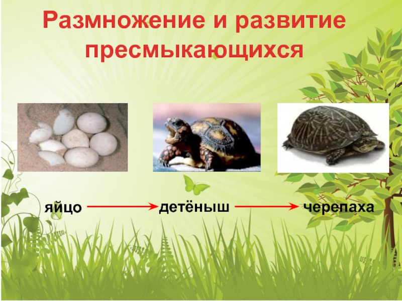 Большинство пресмыкающихся яйца. Премыкающие размножение и развитие. Размножение и развитие пресмыкающихся. Размножение и развитие животных 3 класс. Размножение и развитие черепах.