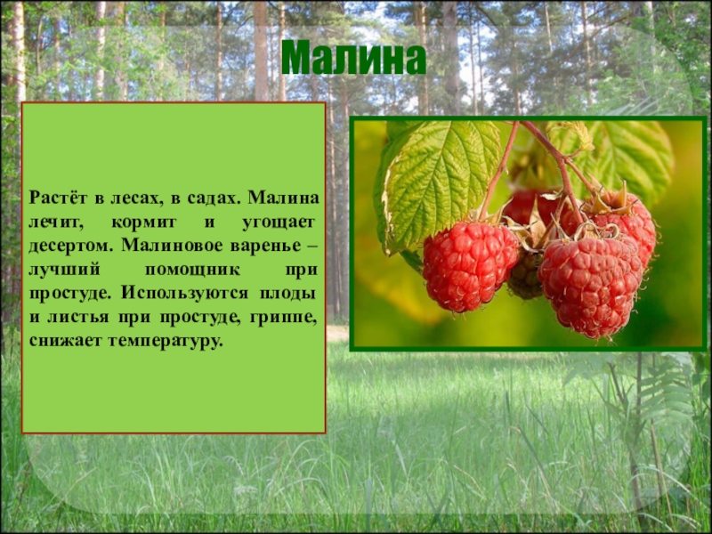 В лес по ягоды пойдем 1 класс пнш презентация