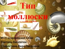 Презентация к уроку биологии на тему Тип Моллюски(7 класс).