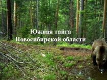 Урок - презентация по биологии Тайга Западной Сибири. Новосибирская область