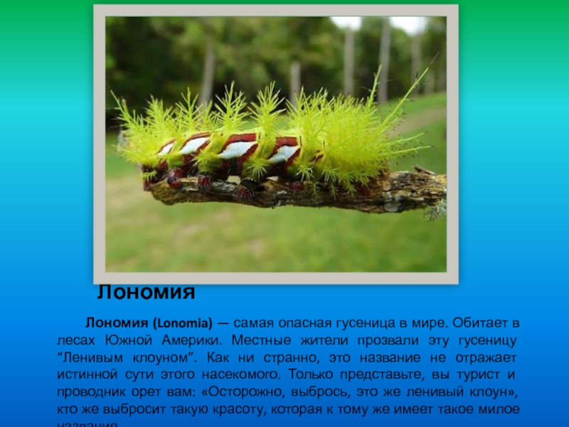 ЛономияЛономия (Lonomia) — самая опасная гусеница в мире. Обитает в лесах Южной Америки. Местные жители прозвали эту