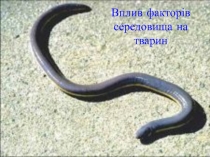 Презентація з біології на тему Вплив факторів середовища на тварин