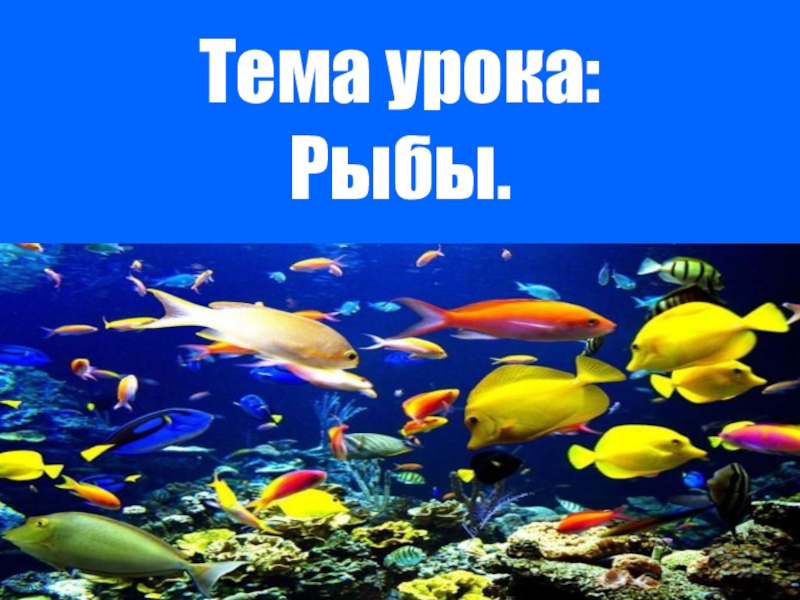 Рыбы презентация для детей. Тема урока рыбы. Рыбы слайд. Тема рыбки. Проект на тему рыбы.