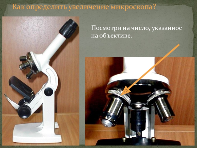 Как определить увеличение микроскопа?Посмотри на число, указанное на объективе.