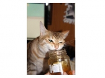 Презентация по русскому языку Изложение на основе зрительного восприятия текста Сластёна ( 2 класс)