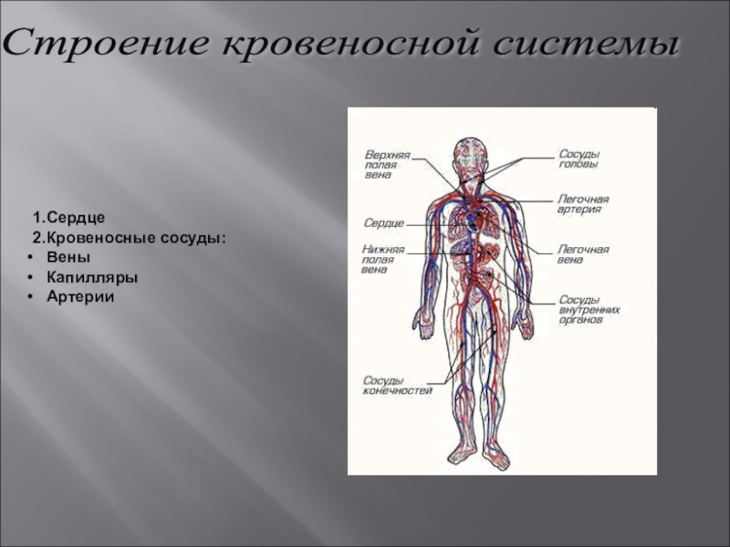 Назвать органы кровеносной системы. Схема строения кровеносной системы человека биология 8 класс. Кровеносная система человека анатомия 8 класс. Строение кровеносной системы человека 8 класс биология. Строение кровяной системы человека.