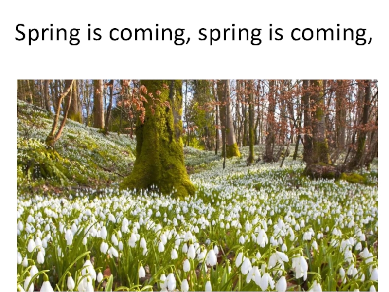 Spring arrives. Весенний лес. Апрель картинки.