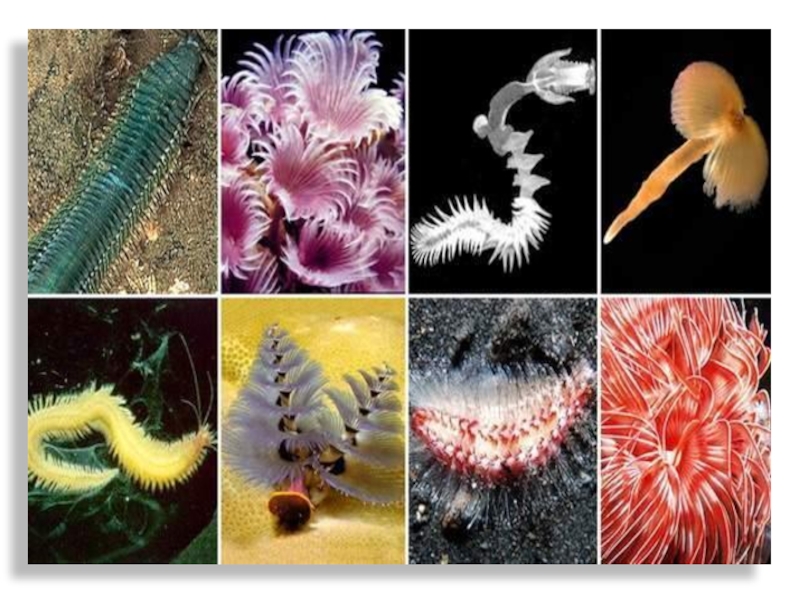 кольчатые черви полихеты протерозой. примеряживотных гермафродетизма. беспозвоночные животные группы. кишечнополостные моллюски. кольчатые черви кишечнополостные.