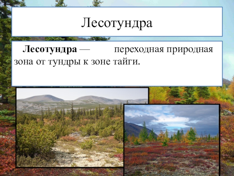 Чем отличается тайга от тундры. Природные зоны тундра лесотундра Тайга. Переходная природная зона. Переходные зоны природные зоны. Лесотундра переходная зона от тундры к тайге.