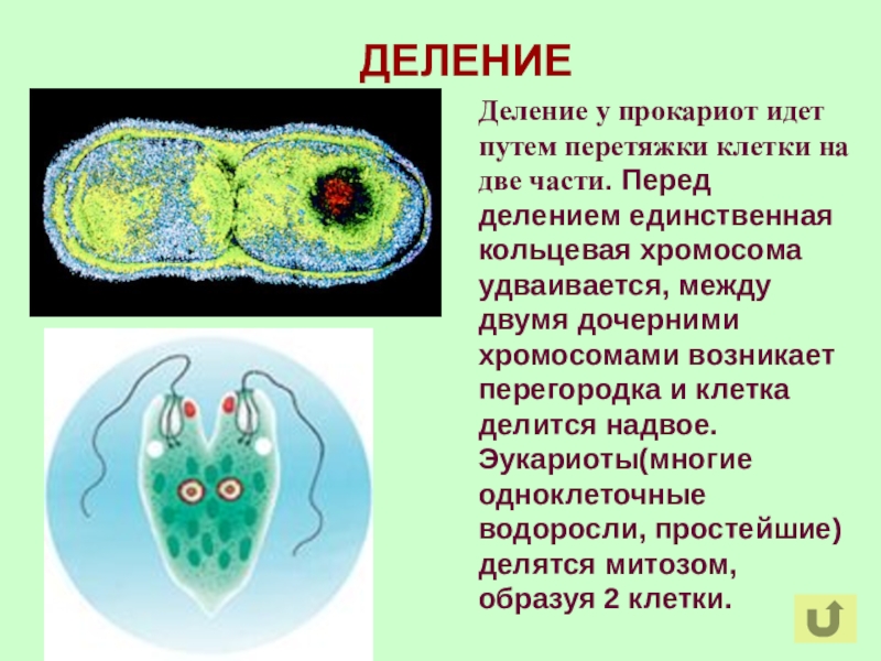 Деление клеток прокариот. Деление прокариотических клеток. Деление клетки на две части. Способы деления прокариотических клеток.