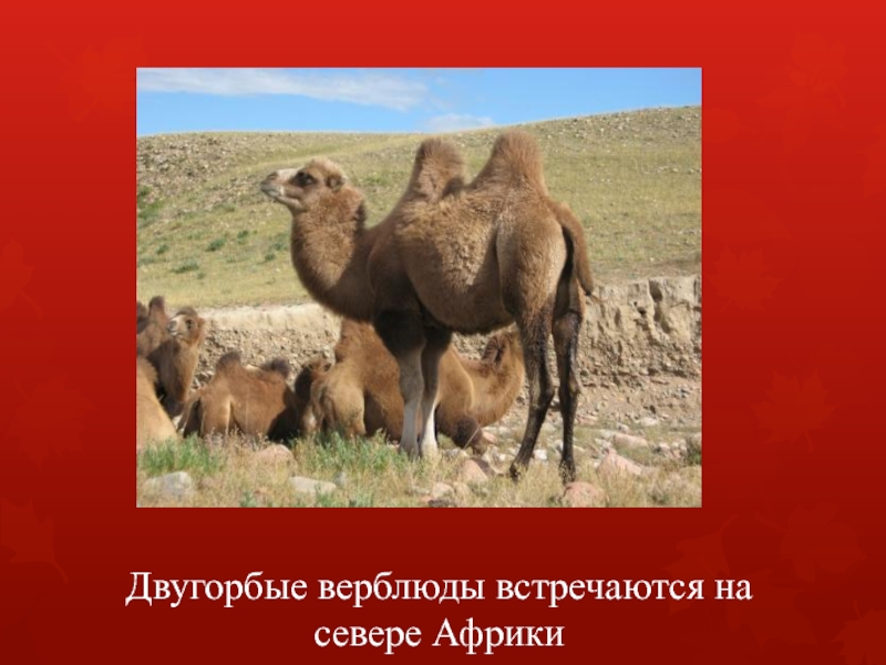 Двугорбые верблюды встречаются на севере Африки