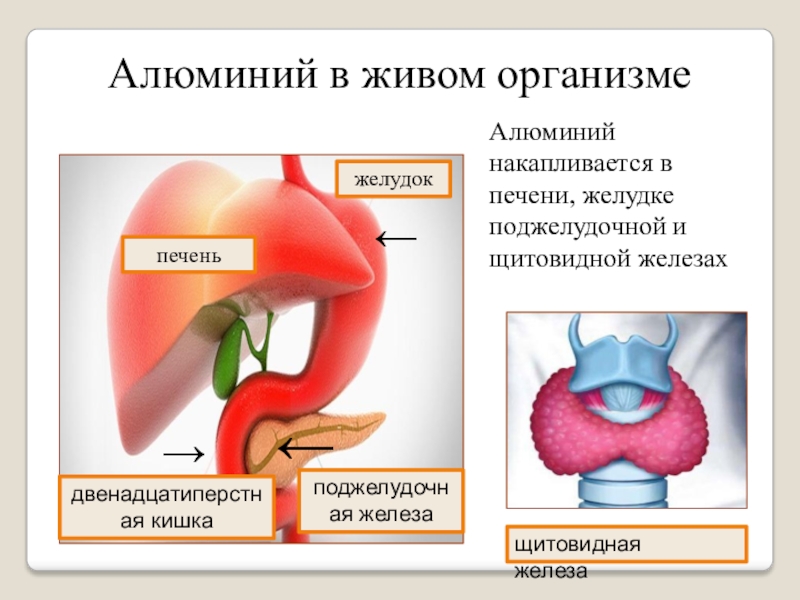 Алюминий на кухне опасный враг или верный помощник презентация