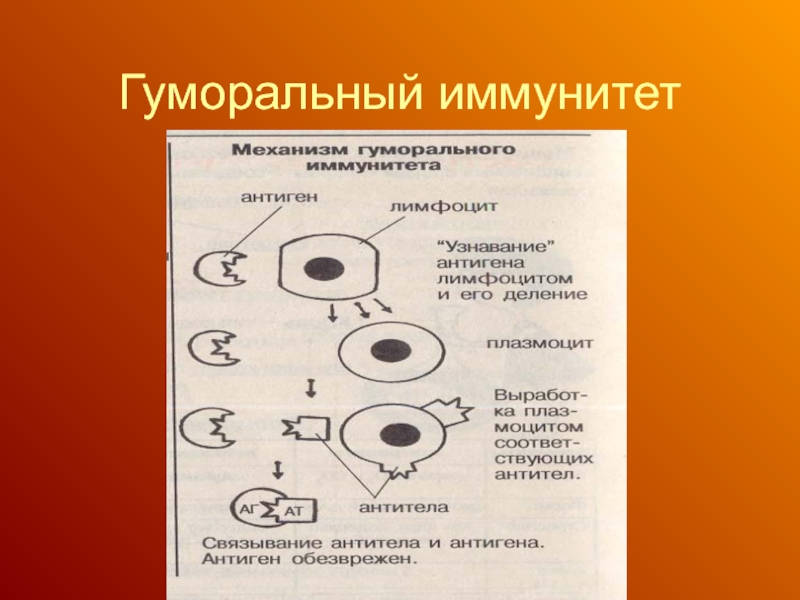 Презентация клеточный иммунитет