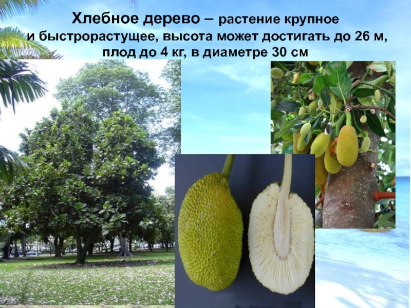 Хлебное дерево – растение крупное и быстрорастущее, высота может достигать до 26 м, плод до 4 кг,