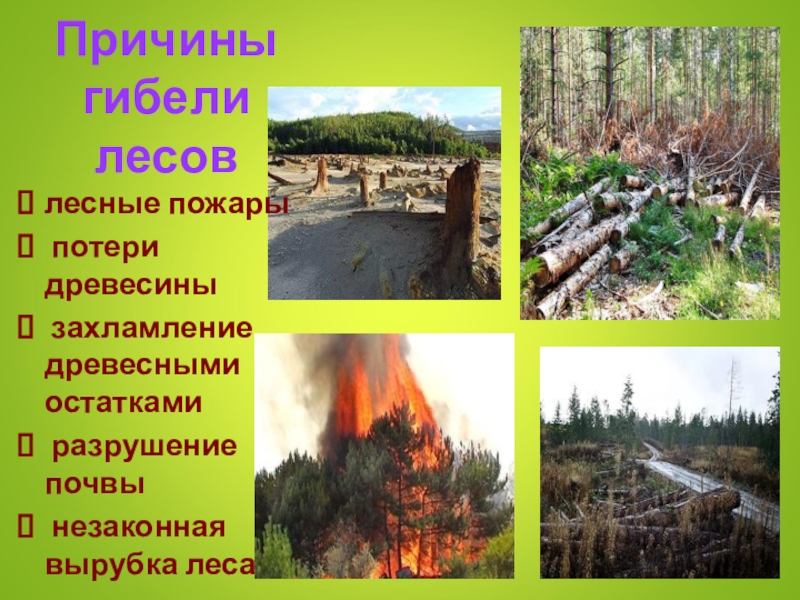 Лес причины. Уничтожение лесов причины. Причины гибели лесов. Гибель и вырубка лесов причины. Проблемы гибели лесов.