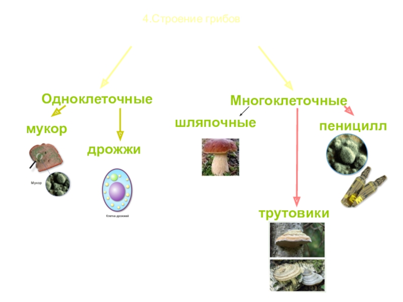 Назовите основные уровни организации многоклеточного. Биология 7 класс грибы царство живой природы. Царство грибы 7 класс биология. Одноклеточные и многоклеточные грибы. Строение многоклеточных грибов.