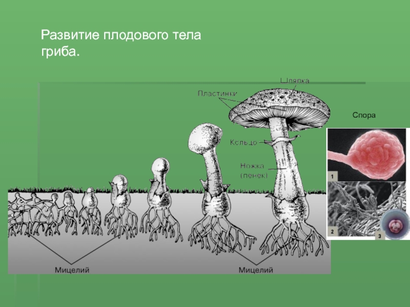 Могут формировать плодовые тела грибы или растения. Споры - плодовое тело - грибница. Плодовое тело споры и мицелий гриба. Грибница спора плодовое Тео. Строение плодового тела шляпочного гриба.