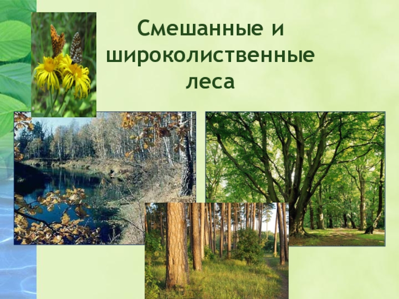 Смешанный лес факторы