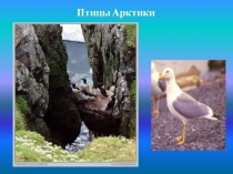 Презентация по биологии на тему Птицы Арктики