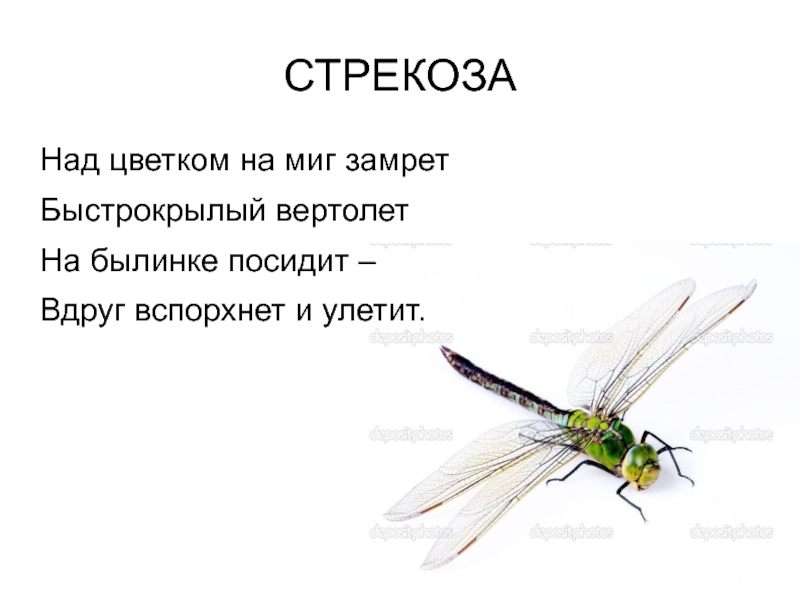 Песня стрекоза. Загадка про стрекозу. Стих про стрекозу. Загадка про стрекозу для детей 6-7 лет. Детские стихи про стрекозу.