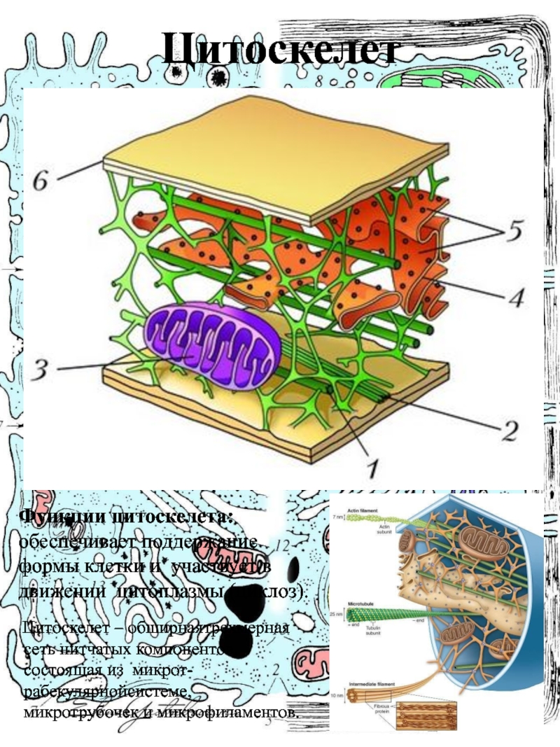 Цитоскелет рисунок. Строение цитоскелета в эукариотической клетке. Цитоскелет клетки строение. Схема строения цитоскелета. Строение животной клетки цитоскелет.