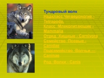 Презентация по биологии на тему Животный мир СКО. Волки