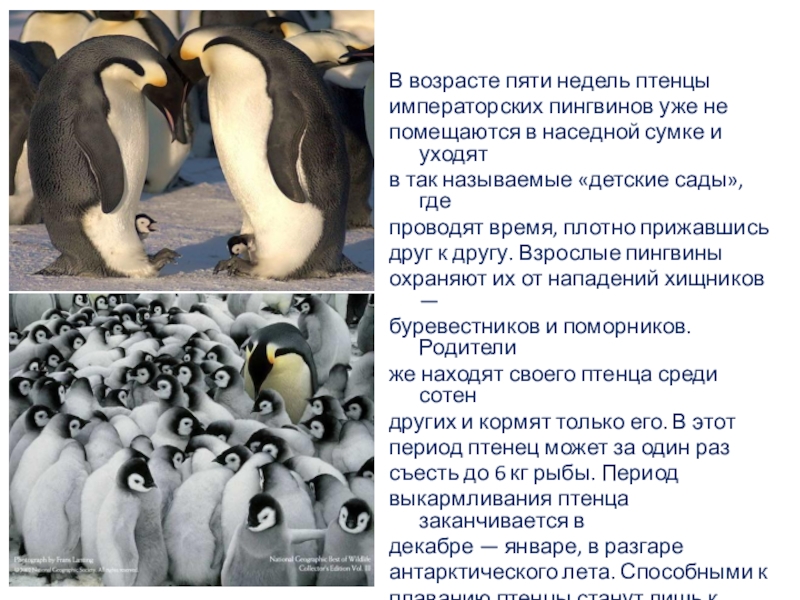 Какой тип развития характерен для субантарктического пингвина. Факты о пингвинах для детей. Пингвин для детей. Интересное о пингвинах для детей. Императорский Пингвин интересные факты для детей.