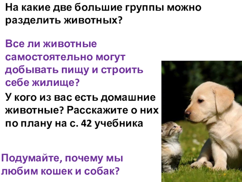 Почему деление животных на группы