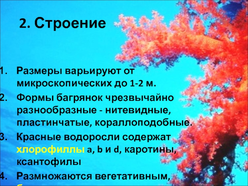 Строение красных. Строение красных водорослей. Филлофора водоросль строение. Красные водоросли их строение. Строение коаснвх водоросли.