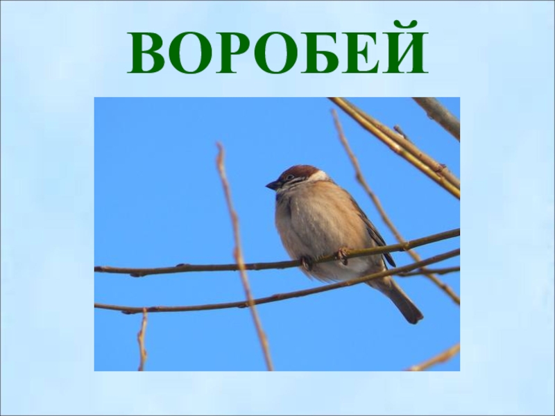 Найди или придумай загадку о воробье запиши и нарисуй