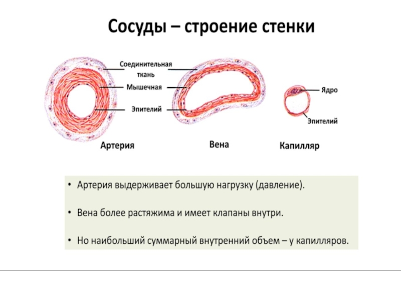 Артерии вены капилляры слои. Соединительная ткань строение кровеносные сосуды. Строение стенки капилляра. Строение стенок Капляр. Строение оболочки кровеносного капилляра.