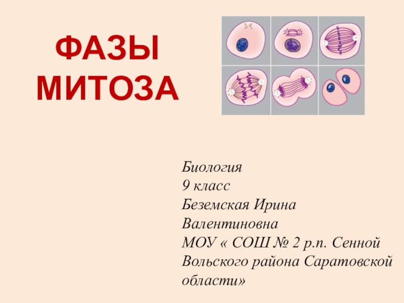 Интерактивный плакат по биологии Фазы митоза